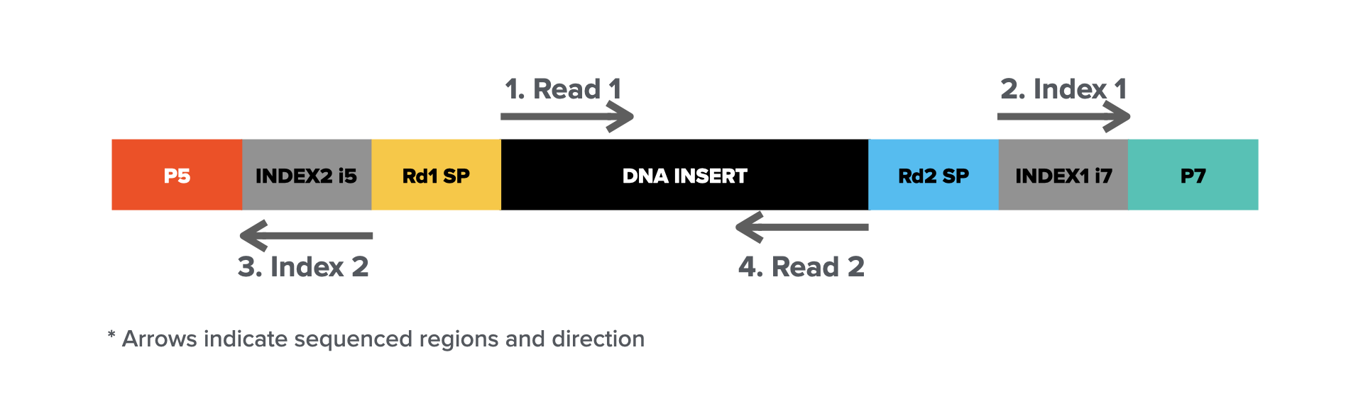 Illumina library construct